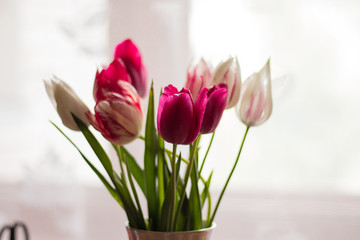 bouquet of tulips in vase