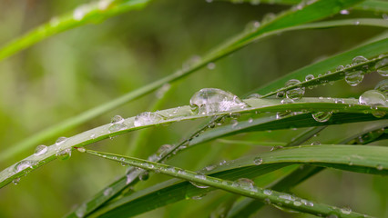 grass, green, water, dew, nature, leaf, drop, rain, plant, leaves, drops, summer, macro, fresh,...