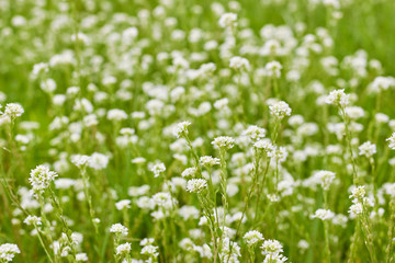 Obraz na płótnie Canvas Grass and white wild little flowers on ploughed field or greenland meadow on blurred nature beautiful background, closeup, copy space