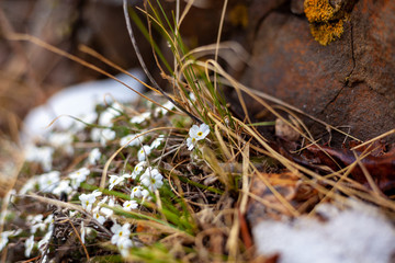 spring