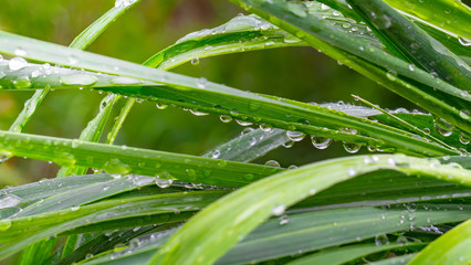 Green grass in nature with raindrops