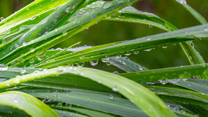 Obraz premium Green grass in nature with raindrops