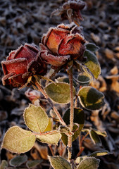 burgundy rose, anise, macro flower flower, dark background, sunlight, evening light