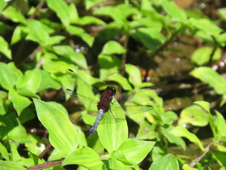 red dragonfly