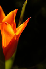 one orange tulip, macro flower spring flower, dark background, sunlight, evening light