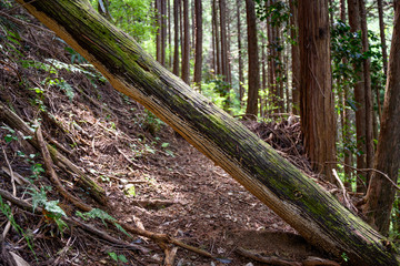 Naklejka premium 倒木が障害物となった山道
