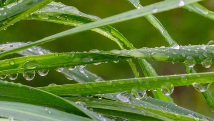 Green grass in nature with raindrops