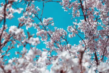 Spring background, Cherry blossom in the spring