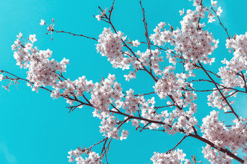 Cherry blossom in the spring, Spring background