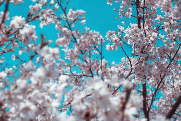 Springtime background, Cherry blossom in the spring