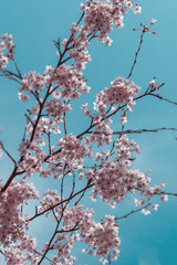 Cherry blossom in the spring, Spring background