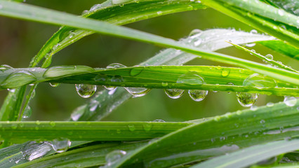 grass, green, water, dew, nature, leaf, drop, rain, plant, leaves, drops, summer, macro, fresh, plants, morning, wet, flora, blade, spring, foliage, garden, lawn, raindrop, natural