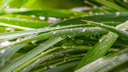 Green grass in nature with raindrops