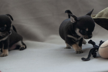 Little puppy on a gray background.