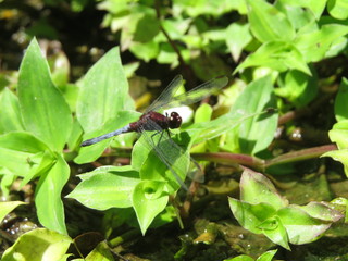 red dragonfly