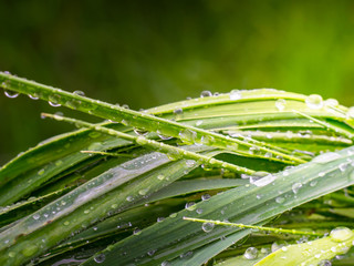 Fototapeta premium Green grass in nature with raindrops