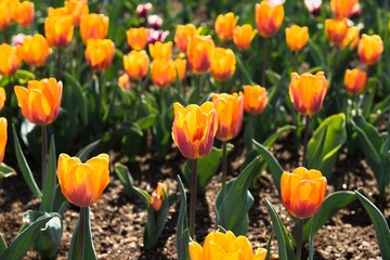 Obraz premium Colorful tulips in the garden. Sunny day.