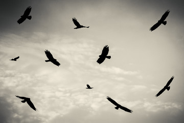 Black birds in the sky, moody picture