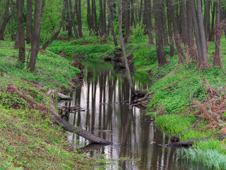 beautiful quiet forest stream in the spring