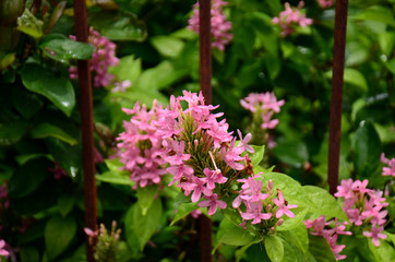 flower blooming.Beautiful flowers in the garden Blooming in the summer.