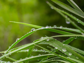 Obraz premium Green grass in nature with raindrops