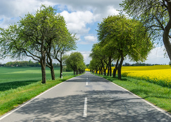 Fototapeta na wymiar road or avenue during springtime - countryside