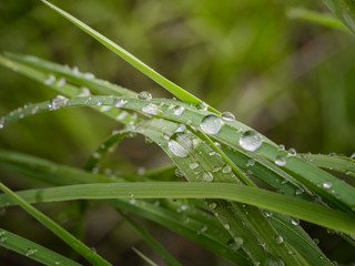 grass, green, water, dew, nature, leaf, drop, rain, plant, leaves, drops, summer, macro, fresh, plants, morning, wet, flora, blade, spring, foliage, garden, lawn, raindrop, natural