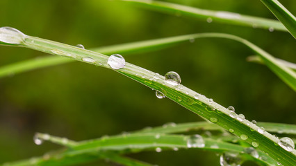 Green leaf with raindrops in the summer in nature develops in the wind