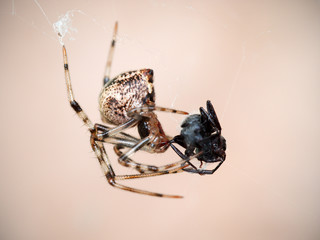 A female common house spider (parasteatoda tepidariorum) with a dead ant in Cordoba City, Cordoba, Argentina.