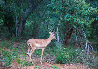 Impala in the savannah of the Chobe Nationalpark in Botswana