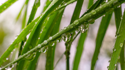 Fototapeta premium Green grass in nature with raindrops