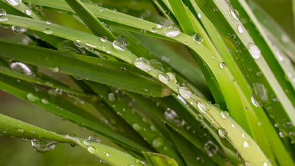 Fototapeta na wymiar Green leaf with raindrops in the summer in nature develops in the wind