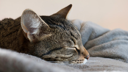 Close-up Tom cat asleep on a gray blanket