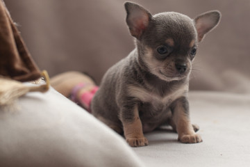Cute little puppy