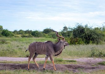 Greater Kudus in the savannah of the Chobe Nationalpark in Botswana © 5-Birds Photograpy