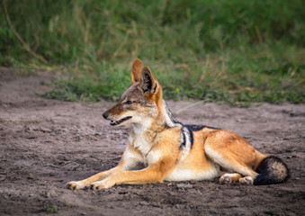 Black-backed Jackal in the savannah of the Chobe Nationalpark in Botswana