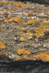 Tree Bark Texture