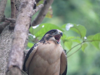 hawk 