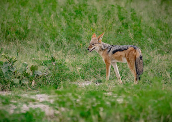 Black-backed Jackals in the savannah of the Chobe Nationalpark in Botswana