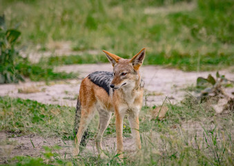 Black-backed Jackals in the savannah of the Chobe Nationalpark in Botswana
