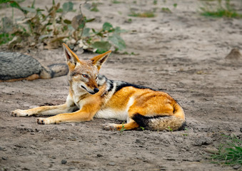 Black-backed Jackals in the savannah of the Chobe Nationalpark in Botswana