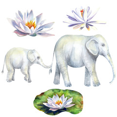Set with baby elephants and adult elephant,  tropical lotus flowers and leaves. 5 isolated elements  hand painted in watercolor.