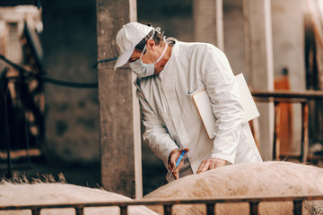 Senior veterinarian in white coat, hat and with protective mask on face holding clipboard under the armpit and giving injection to a pig while standing in a cote.