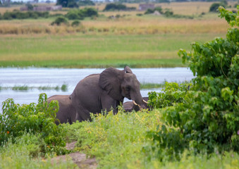 African Elephants in the savannah of the Chobe Nationalpark in Botswana