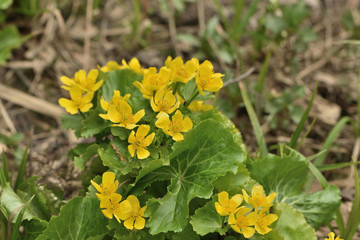 Yellow flowers of Cáltha palústris 