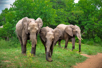 African Elephants in the savannah of the Chobe Nationalpark in Botswana