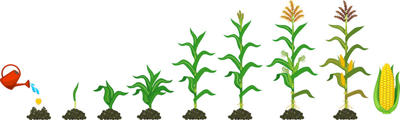 Life cycle of corn (maize) plant. Growth stages from seeding to flowering and fruiting plant isolated on white background