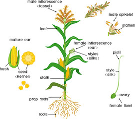 Parts of plant. Morphology of corn (maize) plant with green leaves, root system, fruits and flowers isolated on white background with titles - obrazy, fototapety, plakaty