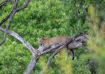 Leopard in a tree in the Chobe Nationalpark in Botswana