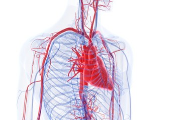 3d rendered medically accurate illustration of the human heart